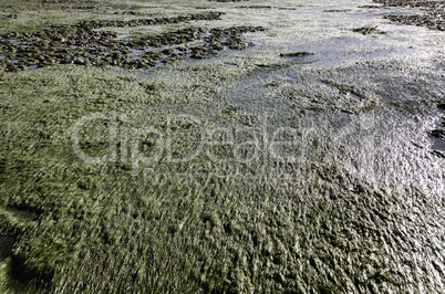 zostera tidal flat