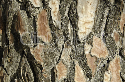 closeup of the bark of a pine tree