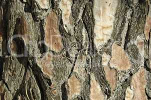 closeup of the bark of a pine tree