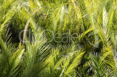 palm leaves background