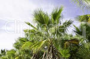 european fan palm, chamaerops humilis