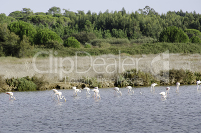 bird flock in a lake looking for food in portugal