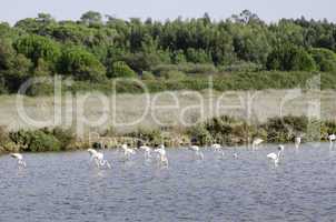 bird flock in a lake looking for food in portugal