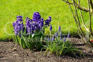 hyazinthe - hyacinth 01
