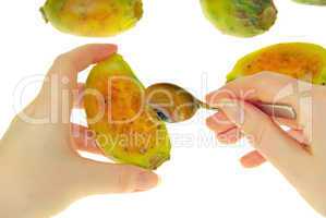 kaktusfeige - prickly pear 24