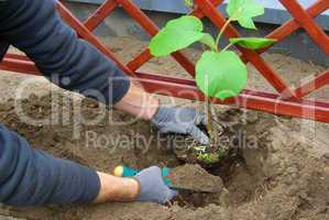 kiwipflanze pflanzen - planting a kiwi plant 01