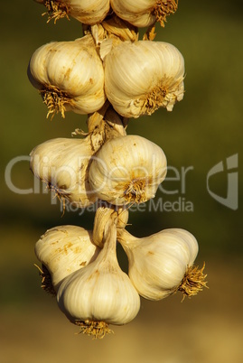 knoblauch 01