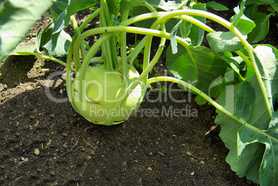 kohlrabi - turnip cabbage 02