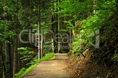 wanderweg im wald