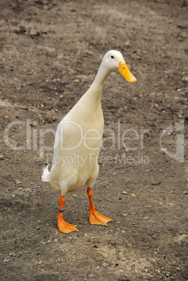 laufente - runner duck 04