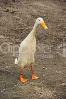 laufente - runner duck 04