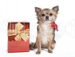 chihuahua with christmas gift