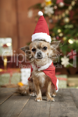 christmas dog with stocking cap