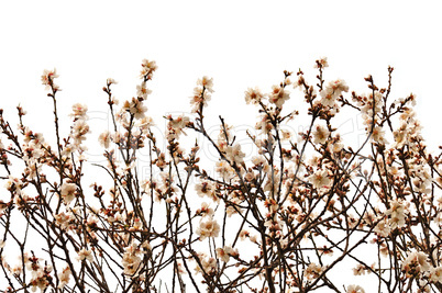 almond tree branches with flowers