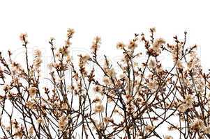 almond tree branches with flowers