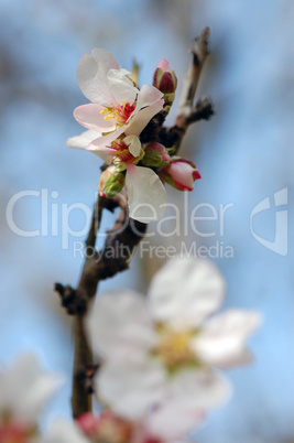 almond tree bud and flower