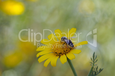 bee on yellow flower