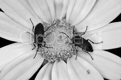 two beetles on a flower