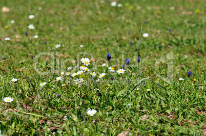 blooming daisies among grass