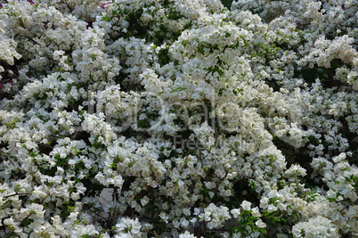 bougainvillea flowering plant