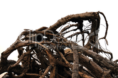 driftwood abstract tree branches
