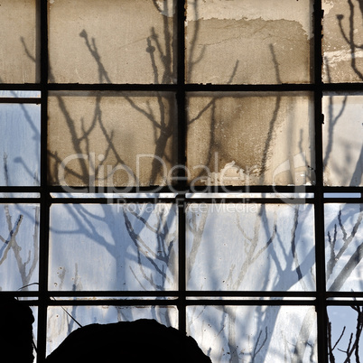 broken factory window and tree branches