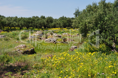 olive trees spring flowers old stone well