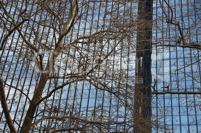 glass facade and tree branches