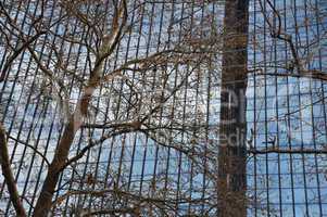 glass facade and tree branches
