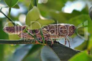 grasshopper among leaves