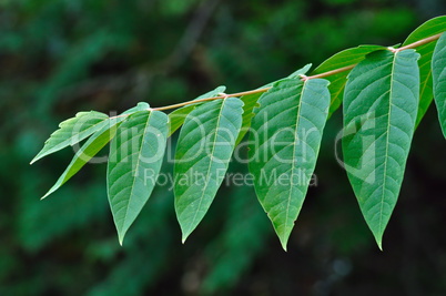 tree branch with green leaves