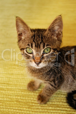 gray kitten on yellow background