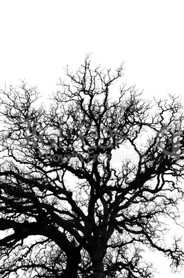 oak tree branches silhouette