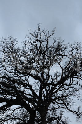 oak tree branches