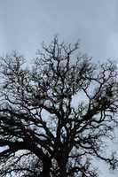 oak tree branches