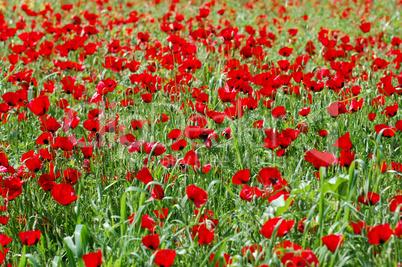 poppy flowers in springtime poppy flowers in springtime