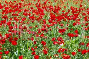 poppy flowers in springtime