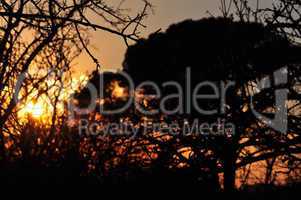 sunset colors tree branches abstract