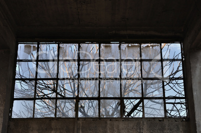 tree branches factory window