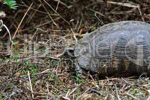 forest turtle in natural environment