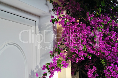 violet bougainvillea flowers