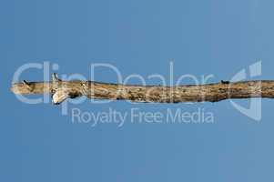 wooden stick tree branch detail
