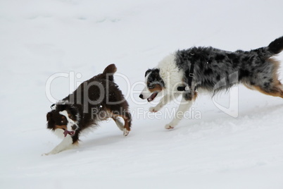 australian shepherds playing in the snow