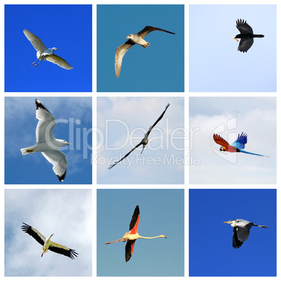 Set of flying birds