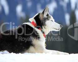 siberian husky dog resting