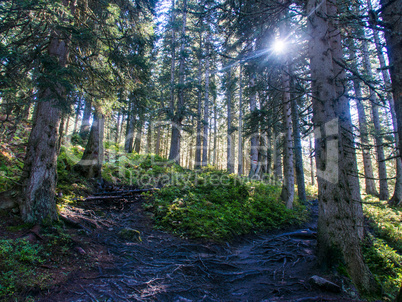 Lichtblick im Wald