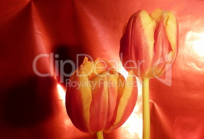 2 Tulpen