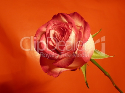 rote rose 3