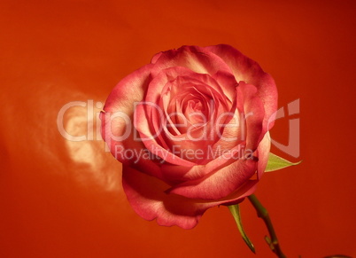 rote Rose 4