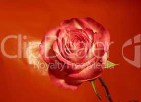rote Rose 4